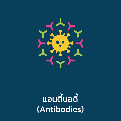 แอนตี้บอดี้ (Antibodies)
